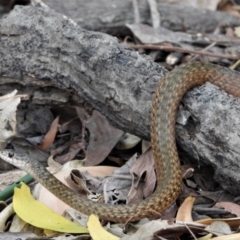 Tropidonophis mairii (Keelback, Freshwater Snake) at Cranbrook, QLD - 3 Aug 2019 by TerryS