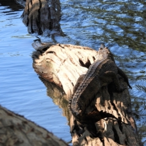 Crocodylus johnstoni at Cranbrook, QLD - 10 Sep 2019