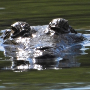 Crocodylus johnstoni at Cranbrook, QLD - 19 Sep 2019