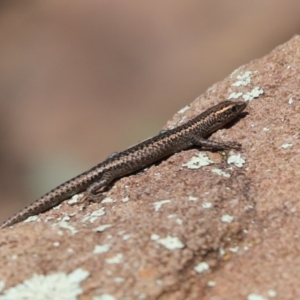 Cryptoblepharus sp. (genus) at Fargunyah, NSW - 18 Apr 2021 11:21 AM