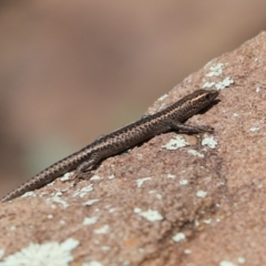 Cryptoblepharus sp. (genus) (Fence, snake-eyed or shining skinks) at Fargunyah, NSW - 18 Apr 2021 by Tammy