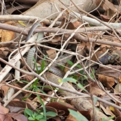 Tropidonophis mairii subsp. mairii at Cranbrook, QLD - 27 Sep 2019 by TerryS