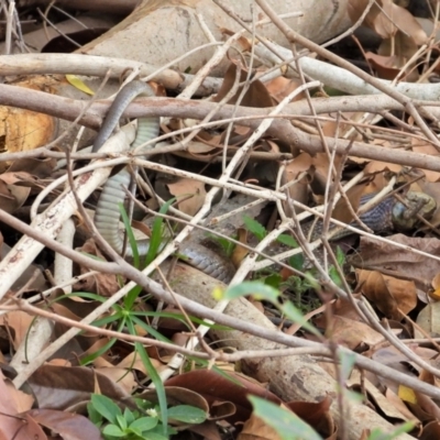 Tropidonophis mairii at Cranbrook, QLD - 26 Sep 2019 by TerryS