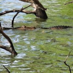 Crocodylus johnstoni (Freshwater Crocodile) at Cranbrook, QLD - 27 Oct 2019 by TerryS