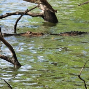 Crocodylus johnstoni at Cranbrook, QLD - 28 Oct 2019