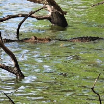 Crocodylus johnstoni (Freshwater Crocodile) at Cranbrook, QLD - 28 Oct 2019 by TerryS