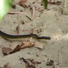 Dendrelaphis punctulatus (Green Tree Snake) at Cranbrook, QLD - 28 Oct 2019 by TerryS