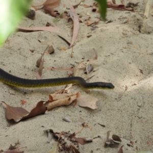 Dendrelaphis punctulatus at Cranbrook, QLD - 28 Oct 2019