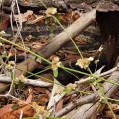 Morelia spilota mcdowelli (Eastern, Coastal or McDowell's Carpet python) at Cranbrook, QLD - 30 Oct 2019 by TerryS