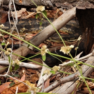 Morelia spilota mcdowelli (Eastern, Coastal or McDowell's Carpet python) at Cranbrook, QLD - 29 Oct 2019 by TerryS