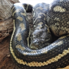 Morelia spilota mcdowelli (Eastern, Coastal or McDowell's Carpet python) at Cranbrook, QLD - 10 Nov 2019 by TerryS