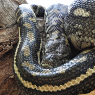 Morelia spilota mcdowelli (Eastern, Coastal or McDowell's Carpet python) at Cranbrook, QLD - 9 Nov 2019 by TerryS