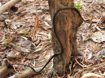 Dendrelaphis punctulatus (Green Tree Snake) at Cranbrook, QLD - 14 Nov 2019 by TerryS