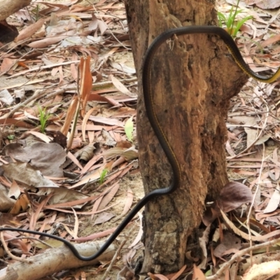 Dendrelaphis punctulatus (Green Tree Snake) at Cranbrook, QLD - 13 Nov 2019 by TerryS