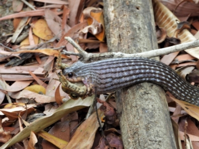 Tropidonophis mairii (Keelback, Freshwater Snake) at Cranbrook, QLD - 17 Nov 2019 by TerryS