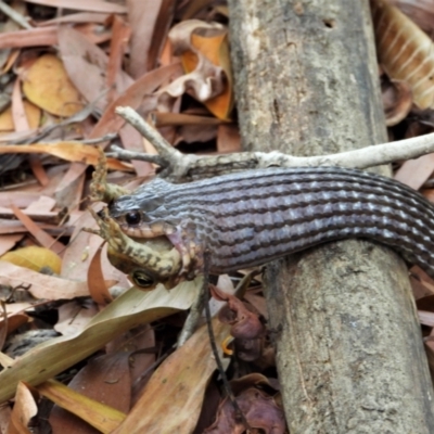Tropidonophis mairii (Keelback, Freshwater Snake) at Cranbrook, QLD - 17 Nov 2019 by TerryS