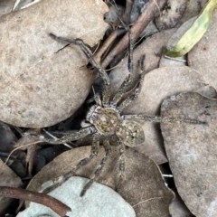 Neosparassus sp. (genus) (Unidentified Badge huntsman) at Googong, NSW - 16 Sep 2021 by Wandiyali