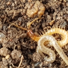 Geophilomorpha sp. (order) (Earth or soil centipede) at Fraser, ACT - 16 Sep 2021 by tpreston