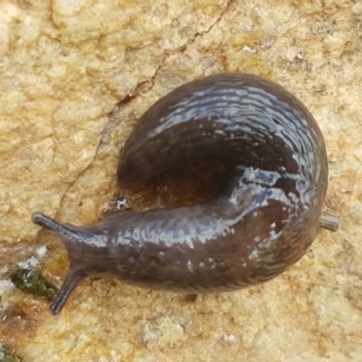 Deroceras laeve (Marsh Slug) at Fraser, ACT - 16 Sep 2021 by trevorpreston