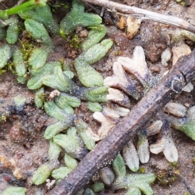 Riccia subbifurca (Liverwort) at Dunlop Grasslands - 16 Sep 2021 by tpreston