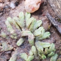 Riccia subbifurca at Fraser, ACT - 16 Sep 2021 12:09 PM