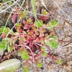 Lythrum hyssopifolia (Small Loosestrife) at Dunlop, ACT - 16 Sep 2021 by trevorpreston