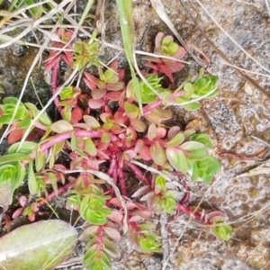 Lythrum hyssopifolia at Dunlop, ACT - 16 Sep 2021