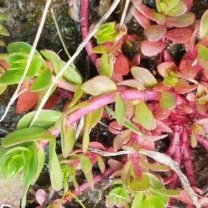 Lythrum hyssopifolia at Dunlop, ACT - 16 Sep 2021