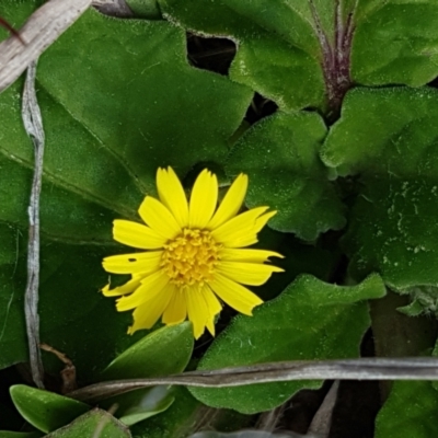 Cymbonotus sp. (preissianus or lawsonianus) (Bears Ears) at Dunlop Grasslands - 16 Sep 2021 by tpreston