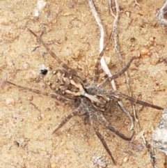 Venatrix pictiventris (Four-spotted Huntress) at Dunlop Grasslands - 16 Sep 2021 by tpreston