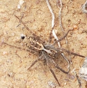 Venatrix pictiventris at Dunlop, ACT - 16 Sep 2021