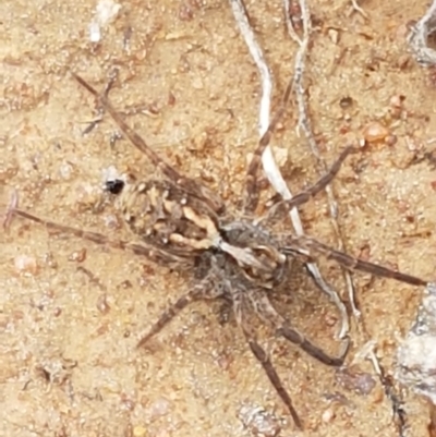 Venatrix pictiventris (Four-spotted Huntress) at Dunlop, ACT - 16 Sep 2021 by trevorpreston