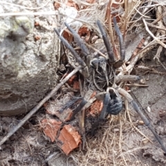 Tasmanicosa sp. (genus) (Tasmanicosa wolf spider) at Fraser, ACT - 16 Sep 2021 by trevorpreston