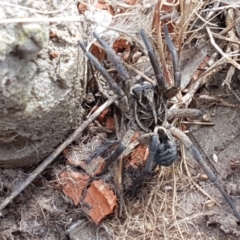 Tasmanicosa sp. (genus) (Unidentified Tasmanicosa wolf spider) at Dunlop Grasslands - 16 Sep 2021 by tpreston