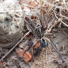 Tasmanicosa sp. (genus) at Fraser, ACT - 16 Sep 2021 11:55 AM