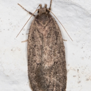 Oecophoridae provisional group 5 at Melba, ACT - 11 Sep 2021 07:58 PM