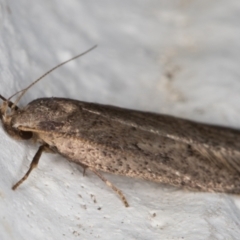 Oecophoridae provisional group 5 at Melba, ACT - 11 Sep 2021 07:58 PM