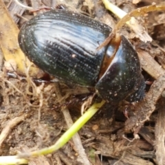 Heteronychus arator (African black beetle) at Dunlop Grasslands - 16 Sep 2021 by trevorpreston