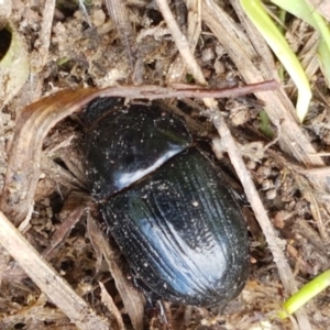 Heteronychus arator at Fraser, ACT - 16 Sep 2021