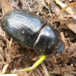 Heteronychus arator at Fraser, ACT - 16 Sep 2021