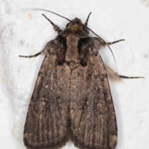 Proteuxoa provisional species 3 at Melba, ACT - 12 Sep 2021 01:07 AM