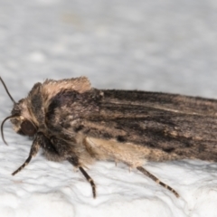 Proteuxoa provisional species 3 at Melba, ACT - 12 Sep 2021 01:07 AM