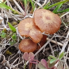 Laccaria sp. (Laccaria) at Fraser, ACT - 16 Sep 2021 by trevorpreston