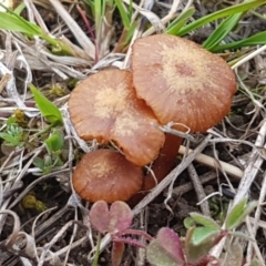 Laccaria sp. (TBC) at Fraser, ACT - 16 Sep 2021 by trevorpreston