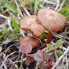 Laccaria sp. at Fraser, ACT - 16 Sep 2021