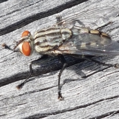 Sarcophagidae (family) (Unidentified flesh fly) at Fraser, ACT - 16 Sep 2021 by trevorpreston