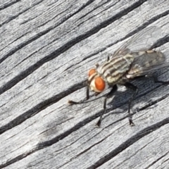 Sarcophagidae (family) at Fraser, ACT - 16 Sep 2021 11:59 AM