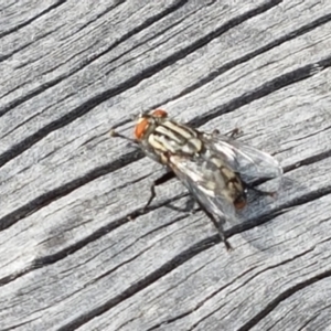 Sarcophagidae (family) at Fraser, ACT - 16 Sep 2021 11:59 AM