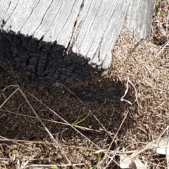 Papyrius nitidus (Shining Coconut Ant) at Fraser, ACT - 16 Sep 2021 by trevorpreston