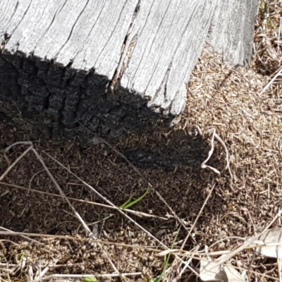 Papyrius nitidus (Shining Coconut Ant) at Fraser, ACT - 16 Sep 2021 by tpreston